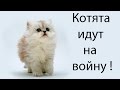 Котята идут на войну ! 