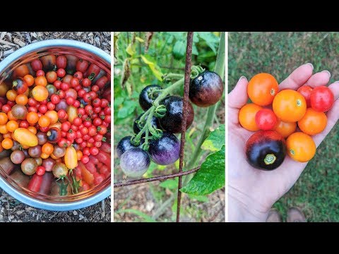 Cherry tomatoes heirloom tomato review!