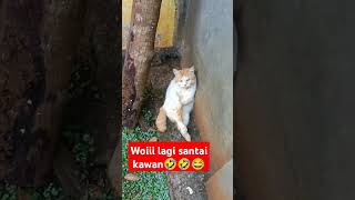 Download lagu woii lagi santai kawan#cat #tingkahlakukucing #tingkahkucing #tingkakucinglucu mp3