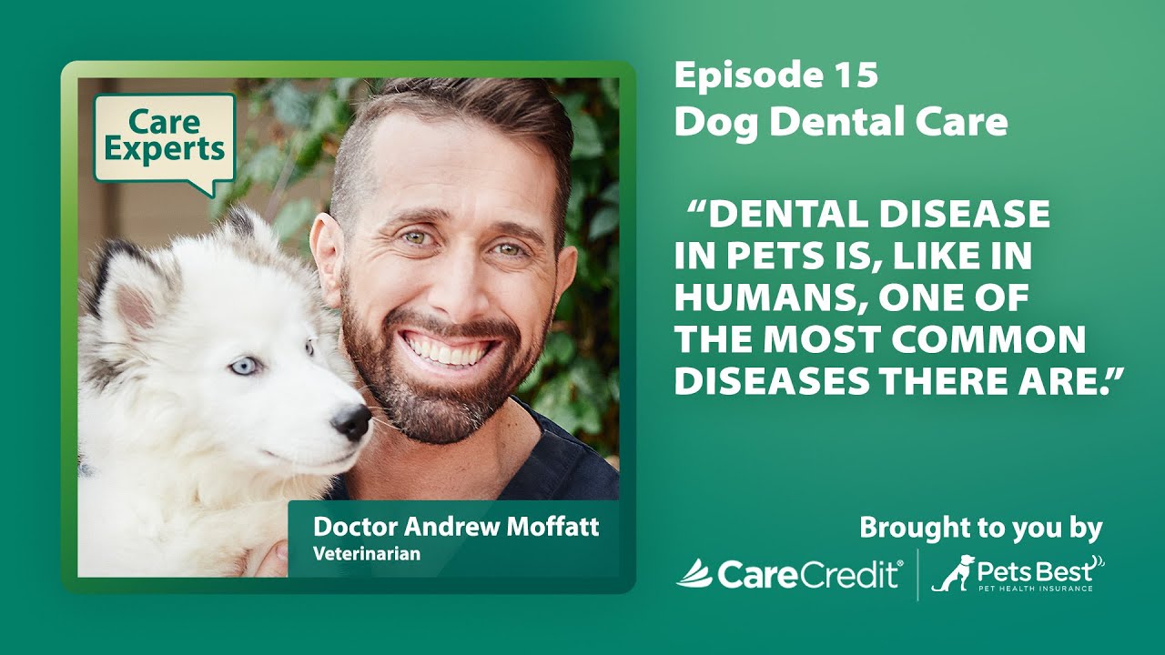 CCWellU-Video-Dog Dental Care with Dr. Andrew Moffatt