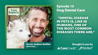 Dog Dental Care Tips With Dr. Andrew Moffatt