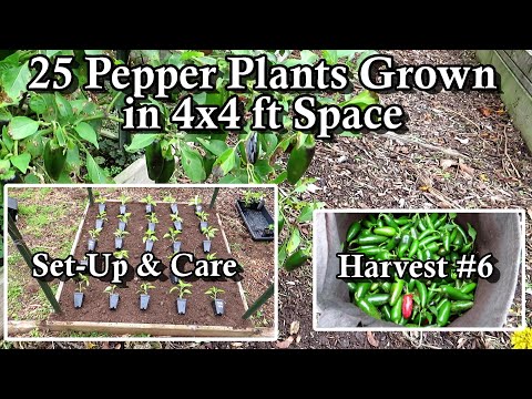 How to Grow 25 Jalapeno Pepper Plants in a 4x4 Foot Space: Growth Examples, Planting, Care & Harvest