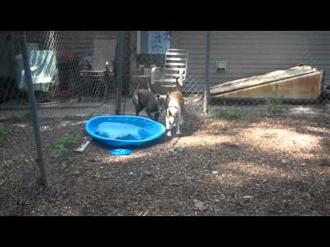 Doogie (STEWIE), an adopted Jack Russell Terrier & Bull Terrier Mix in Rockaway, NJ_image-1