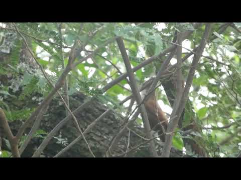 Chaco Earthcreeper, Tarphonomus certhioides, Avia Terai, Chaco, Argentina, 9 Febr 2026 (1/2)
