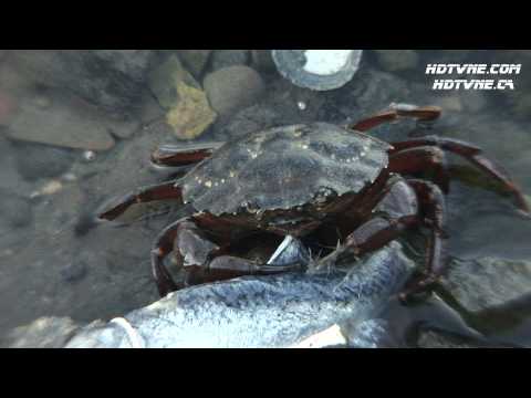 download lagu mp3 mp4 How Do Crabs Feed, download lagu How Do Crabs Feed gratis, unduh video klip How Do Crabs Feed