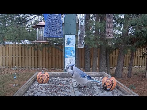Blue Jay Interrupts Grosbeaks To Hoard Sunflower Seeds In Ontario – Oct. 28, 2024