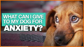 DOGTV - What Can I Give To My Dog For Anxiety (How To Treat Dog Anxiety Naturally)