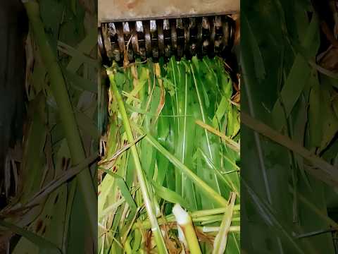 best chaff cutter 2024