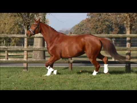 SOLD :FLEETWOOD FUNKY *2012 Old Mare by Don Olymbrio-Anhaltiner