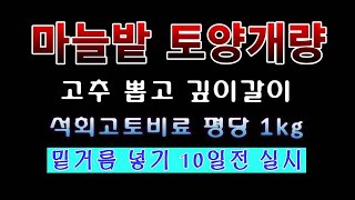 [텃밭농부 1,652]  고춧대 뽑고 마늘밭 토양개량 작업. #마늘재배