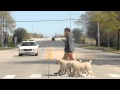 Moving Picture The Dog Walker
