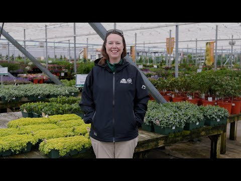 PETITTI | Perennial Groundcovers: 15 Easy & Beneficial Plant Options for Sun and Shade