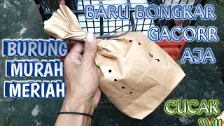 Download lagu HARGA 50RIBU SUDAH SERASA PUNYA CUCAK ROWO GAESS⁉️ Ngeropel Ngerol Kicauan Burung Cucak Wilis Gunung mp3