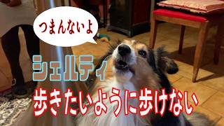 【シェルティ】歩きたいように歩けない【フランス田舎暮らし🇫🇷】#犬の散歩 #賢い犬 #犬のいる暮らし #マイペースな犬