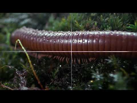 Arthropod Animation - Millipede Breathing Tubes