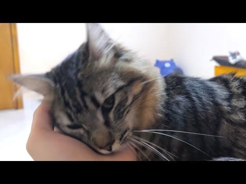 Human, put the hand front of me!