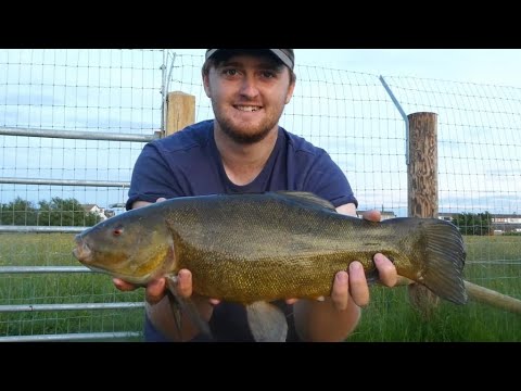 Specimen Tench Fishing - Fantastic Session!!