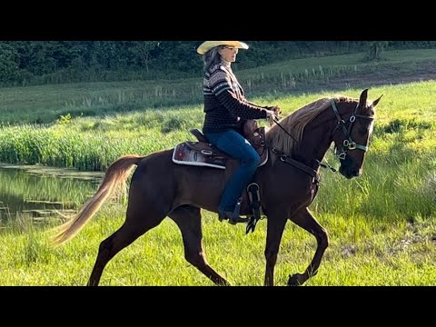 SALE PENDING: I’m on Burns Watch “Sonny”, Reg. TWH Gelding, 4 YO, 15.2 H