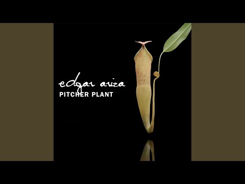Pitcher Plant (Original)