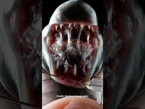 The Caecilian⁉️ #shorts #caecilian