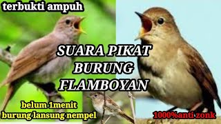 Download lagu Suara pikat burung flamboyan paling ampuh 100%anti zonk mp3 Download lagu Suara pikat burung flamboyan paling ampuh 100%anti zonk mp3