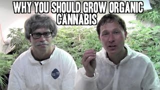 Why You Should Grow Organic Cannabis