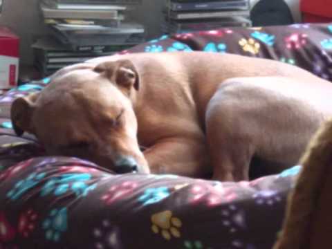 Staffordshire Bull Terrier X Rhodesian Ridgeback " Best Friend "