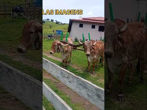 A BOIADA PREPARADA PARA O DESFILE DE BOM REPOUSO-MG