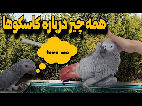 کاسکوها: همه چیز درباره نگهداری طوطی های خاکستری