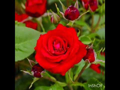 Hasret Güllerini Serdik Yollara Müziksiz İlahisi