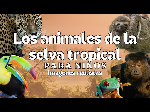 Los Animales de la Selva Tropical - Videos Educativos - Montessori Momers