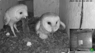 Chick 6 day 10 Barn Owls