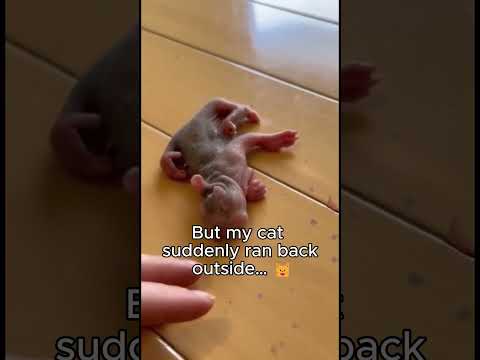 I Thought My Cat Killed The Baby… Then I Saw This 😭🐱