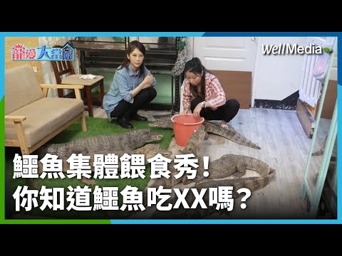 開箱鱷魚餵食秀！日常進食畫面一次看 雞腿鮭魚全上桌！飼主沙西米：全世界都不懂你的溫馴但我懂【寵愛大當家】(下集)