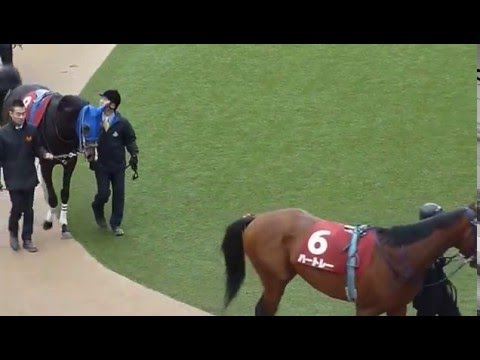 ホープフルステークス（ＧⅡ）パドック【2015.12.27 中山競馬場】