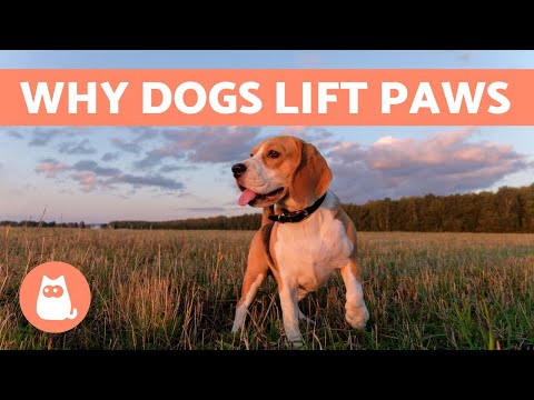 Why Do Dogs Lift Their FRONT PAW?