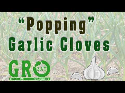 download lagu mp3 mp4 How Many Cloves Of Garlic In A Pound, download lagu How Many Cloves Of Garlic In A Pound gratis, unduh video klip How Many Cloves Of Garlic In A Pound