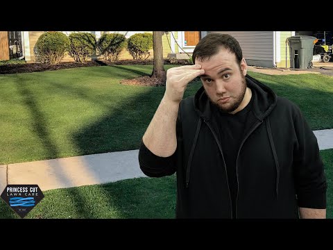 I seeded 100% Kentucky Bluegrass and got what I deserved