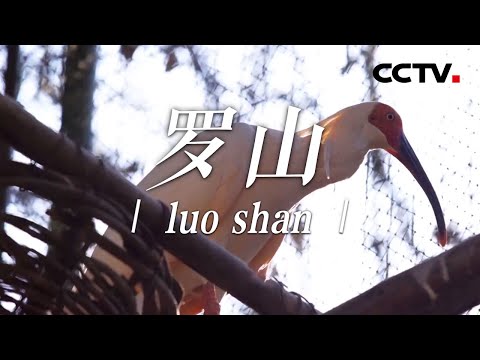 河南羅山