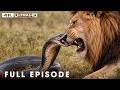 Greatest Fights In The Animal Kingdom FULL EPISODE Wildlife Documentary