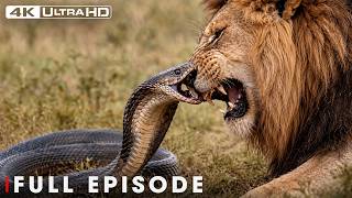 Greatest Fights In The Animal Kingdom | FULL EPISODE | Wildlife Documentary