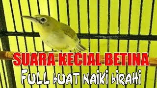 Download lagu KECIAL BETINA RANGSANG JANTAN - MEDIA KICAU LOMBOK mp3