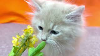 サイベリアンの動画01