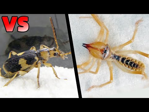 Bombardier beetle VS Camel spider,The ending is unexpected!