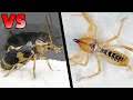 Bombardier Beetle VS Camel Spider The Ending Is Unexpected