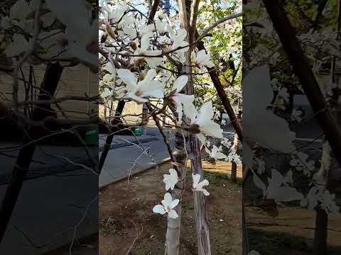 園芸 夏マグノリア、大輪マグノリア