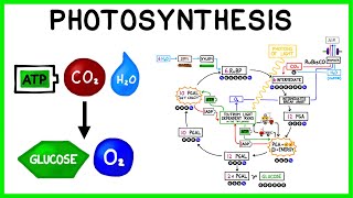 Photosynthesis: The Light Reactions and The Calvin Cycle