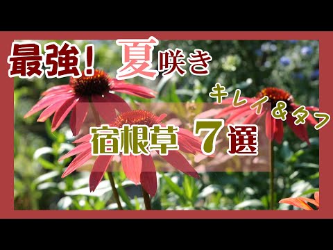 完全なサンベッド用の植物: 夏の間ずっと色とりどりの庭を作る 6 つの多年草の花  庭園