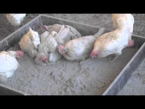 Cumbasil® Mite Hühnerwelt 2016 - Chemielose Milben bekämpfen, Rote Vogelmilbe