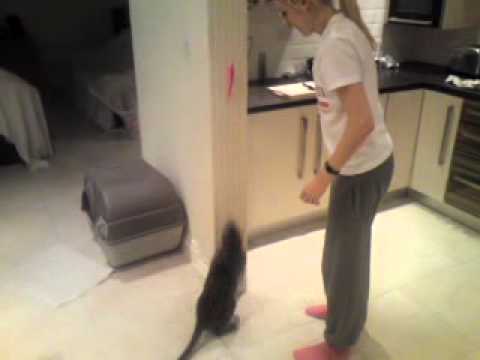 Bengal Cat Jumps into owners arms!